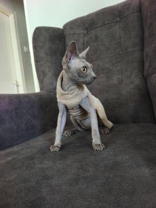 SFENKS KEDİLER