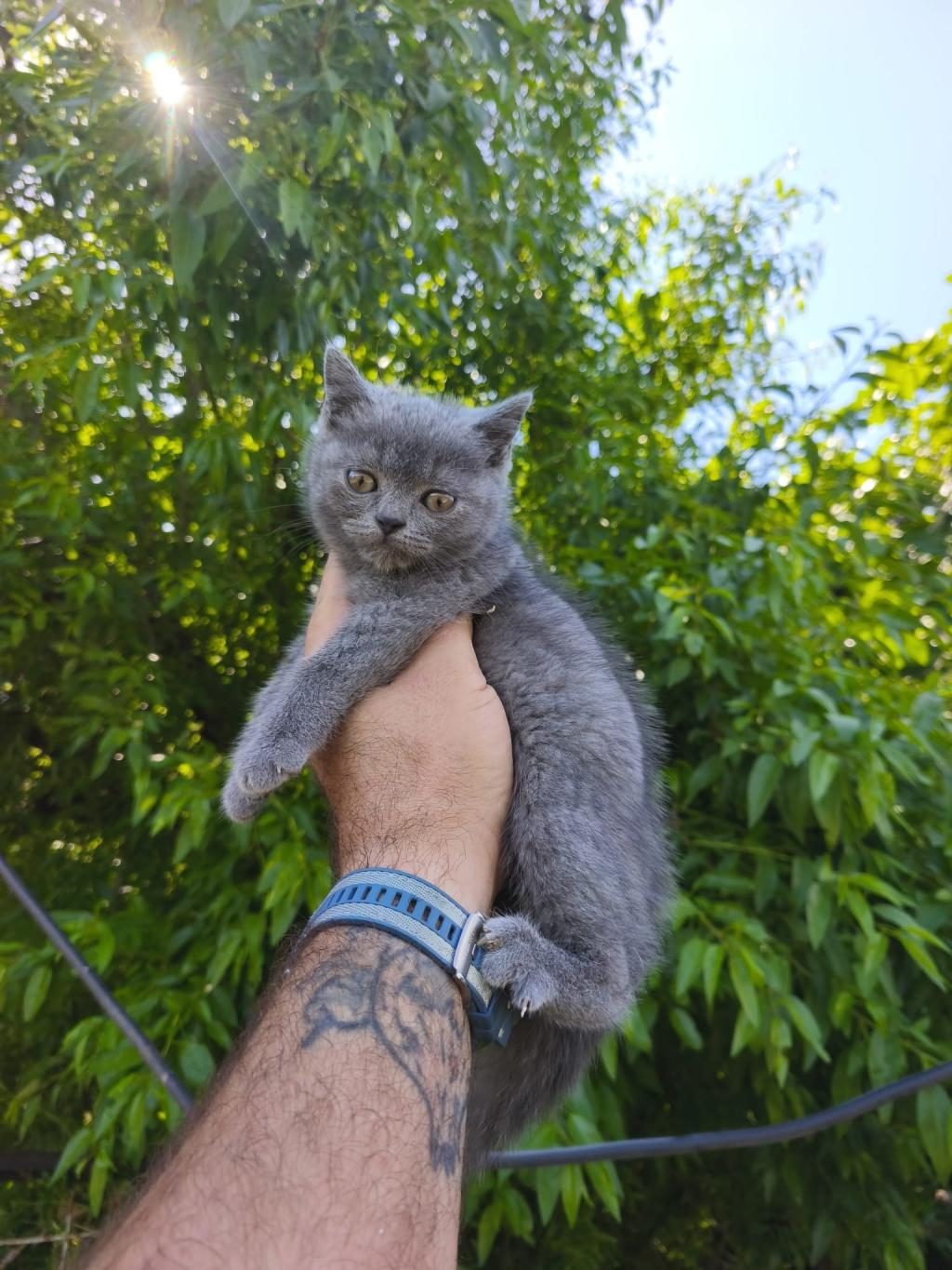 BRİTİSH KEDİLER