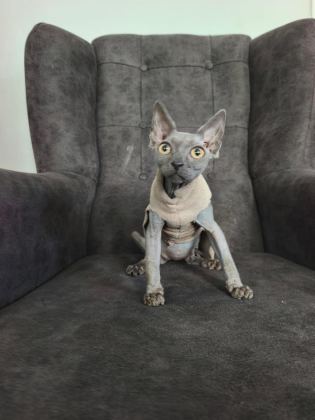 SFENKS KEDİLER