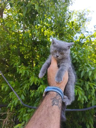 BRİTİSH KEDİLER