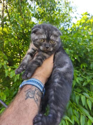 BRİTİSH KEDİLER