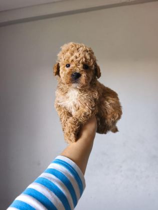 MALTİPOO BEBEKLER