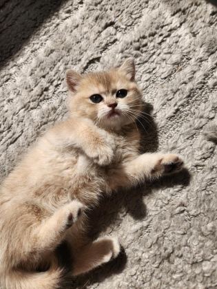 BRİTİSH SHORTHAİR GOLDEN AY12