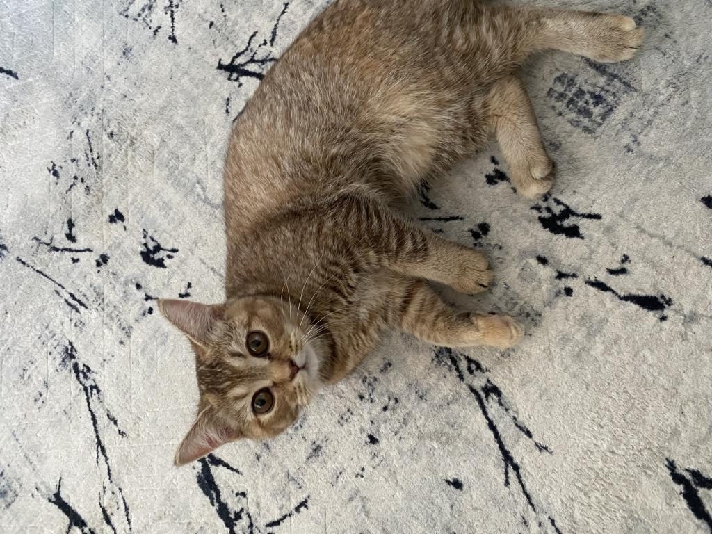 KEDİMİZ MİA KENDİSİNE YUVA ARIYOR