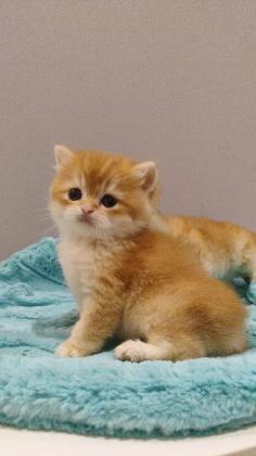 BRİTİSH GOLDEN SHORTHAİR YAVRULAR