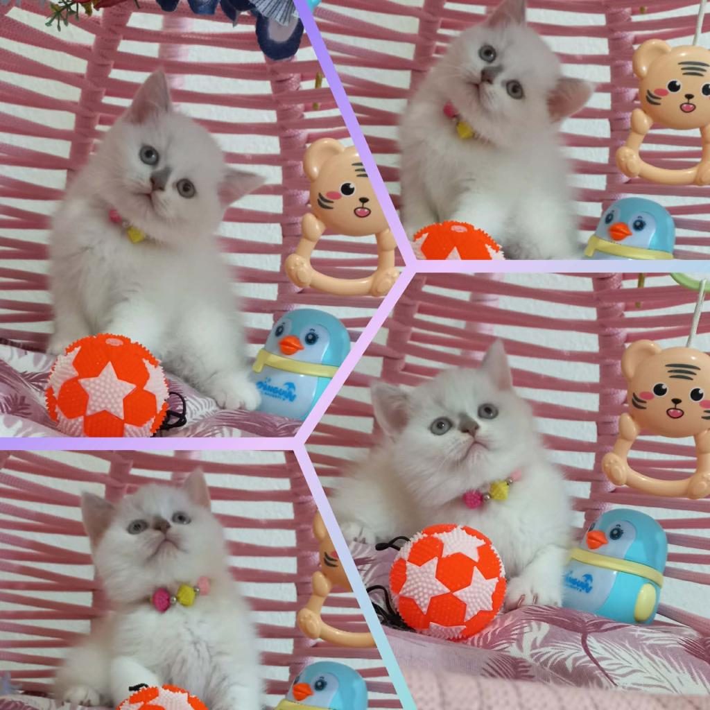 PRENSES KEDİMİZ REZERVE İÇİN WHATSAPPTAN YAZIN