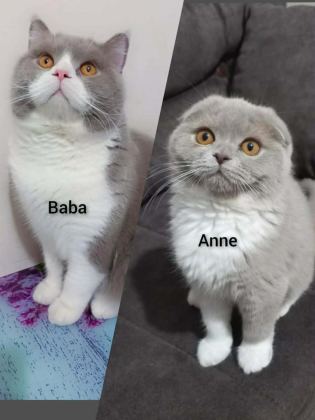PRENSES KEDİMİZ REZERVE İÇİN WHATSAPPTAN YAZIN