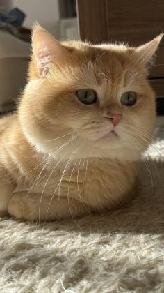BABASI ŞECERELİ GOLDEN KEDİLERE YUVA ARIYORUZ