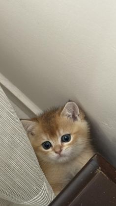 BABASI ŞECERELİ GOLDEN KEDİLERE YUVA ARIYORUZ