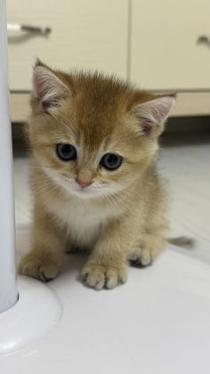 BABASI ŞECERELİ GOLDEN KEDİLERE YUVA ARIYORUZ