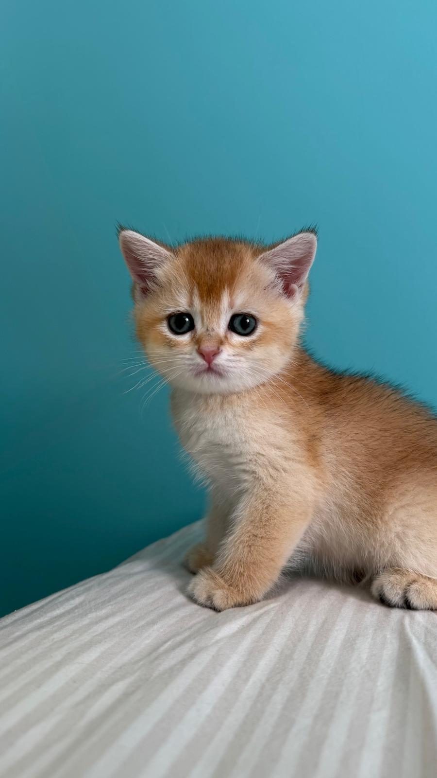 BABASI ŞECERELİ GOLDEN KEDİLERE YUVA ARIYORUZ