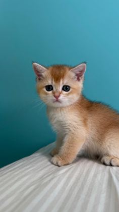 BABASI ŞECERELİ GOLDEN KEDİLERE YUVA ARIYORUZ
