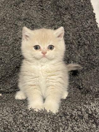 ANNE BABA ŞECERELİ BLUE GOLDEN AY12 SAFKAN BRİTİSH S. DİŞİ