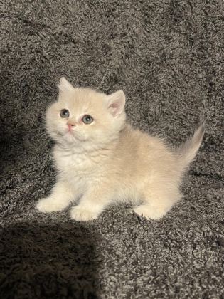 ANNE BABA ŞECERELİ BLUE GOLDEN AY12 SAFKAN BRİTİSH S. DİŞİ
