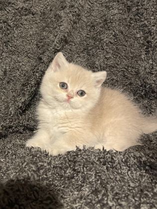 ANNE BABA ŞECERELİ BLUE GOLDEN AY12 SAFKAN BRİTİSH S. DİŞİ