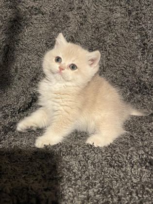 ANNE BABA ŞECERELİ BLUE GOLDEN AY12 SAFKAN BRİTİSH S. DİŞİ