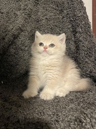ANNE BABA ŞECERELİ BLUE GOLDEN AY12 SAFKAN BRİTİSH S. DİŞİ