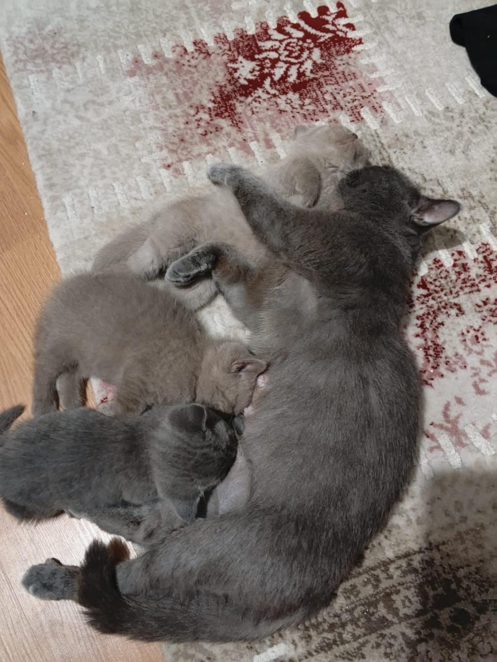 YENİ YUVA ARANMAKTA KEDİLERİMİZE