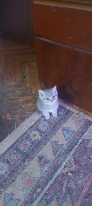 SEVİMLİ BRİTİSH SHORTHAİR BEBEKLER