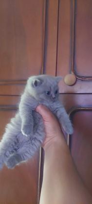 SEVİMLİ BRİTİSH SHORTHAİR BEBEKLER