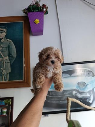 SEVİMLİ MALTİPOO BEBEKLER