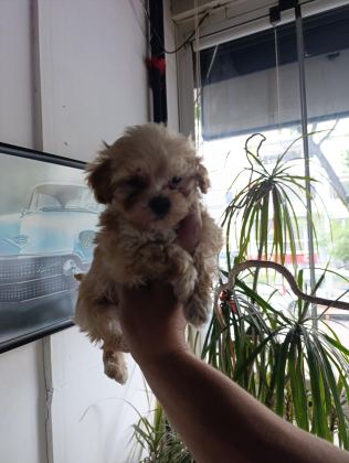 SEVİMLİ MALTİPOO BEBEKLER