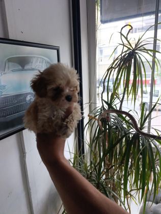 SEVİMLİ MALTİPOO BEBEKLER