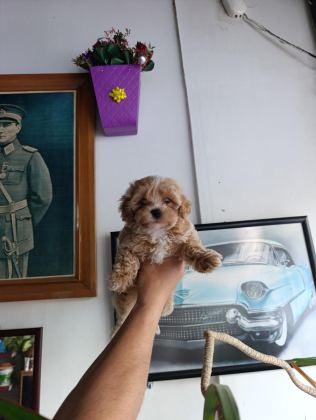 SEVİMLİ MALTİPOO BEBEKLER