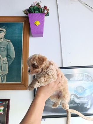 SEVİMLİ MALTİPOO BEBEKLER