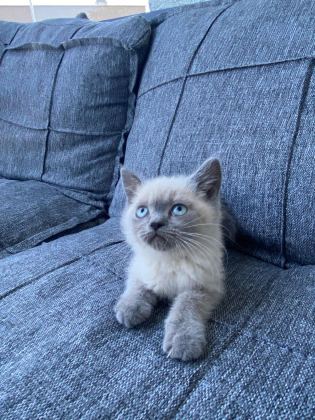 BRİTİSH SHORTHAİR BLUE POİNT BEBEKLER