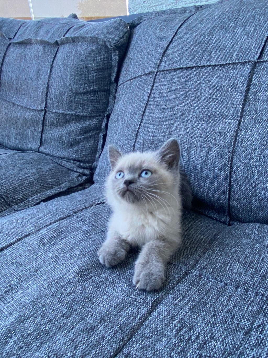 BRİTİSH SHORTHAİR BLUE POİNT BEBEKLER