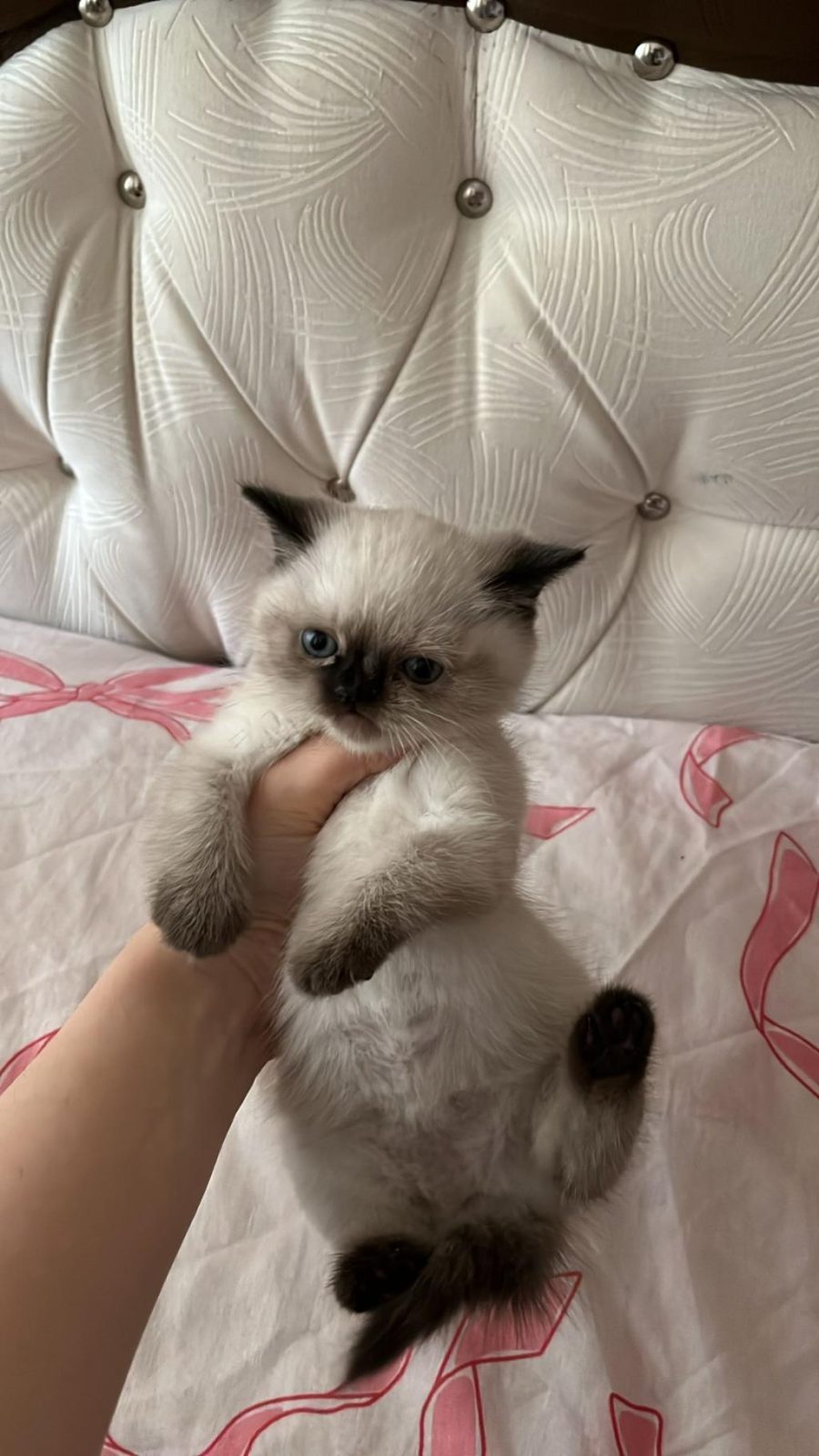 YAVRU SİYAM KEDİSİ