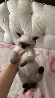 YAVRU SİYAM KEDİSİ