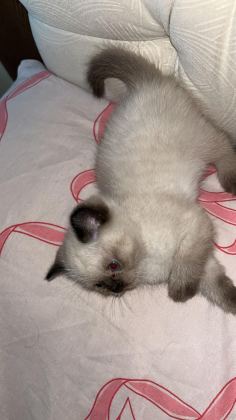 YAVRU SİYAM KEDİSİ