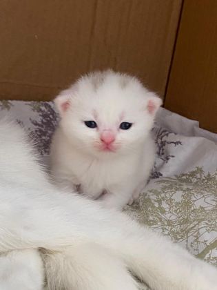 BRITISH SHORTHAIR 2 AYLIK 4 TANE YAVRU KUM EĞİTİMLİ