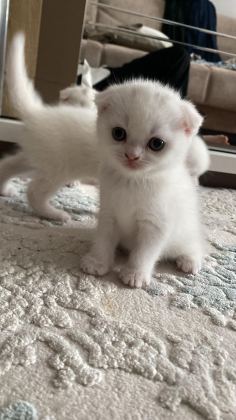 BRITISH SHORTHAIR 2 AYLIK 4 TANE YAVRU KUM EĞİTİMLİ