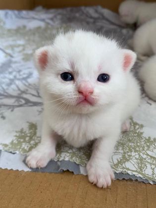 BRITISH SHORTHAIR 2 AYLIK 4 TANE YAVRU KUM EĞİTİMLİ
