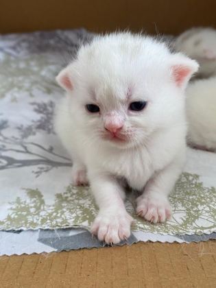 BRITISH SHORTHAIR 2 AYLIK 4 TANE YAVRU KUM EĞİTİMLİ