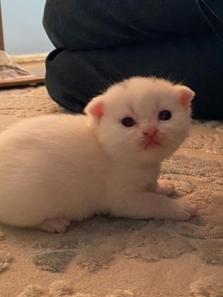 BRITISH SHORTHAIR 2 AYLIK 4 TANE YAVRU KUM EĞİTİMLİ