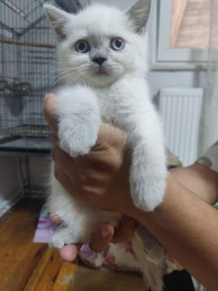 50 GÜNLÜK BRİTİSH SHORTHAİR BEBİSLER
