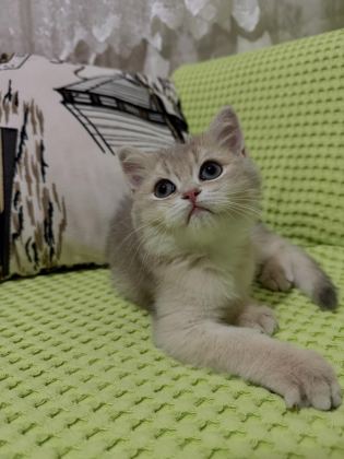 BRİTİSH SHORTHAİR NY11 GOLDEN YAVRU