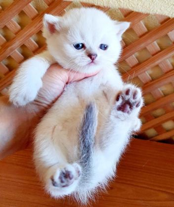 MÜKEMMEL BRİTİSH SHORTHAİR BEBİŞLER
