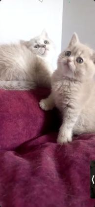 BRİTİSH SHORTHAİR DİŞİ YAVRULAR