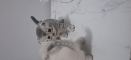 2 MAYIS DOĞUMLU YAVRU KEDİLER