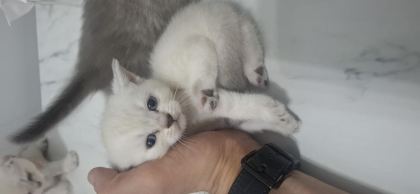 2 MAYIS DOĞUMLU YAVRU KEDİLER