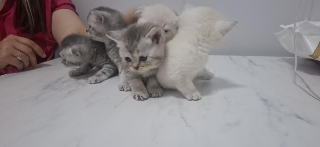 2 MAYIS DOĞUMLU YAVRU KEDİLER