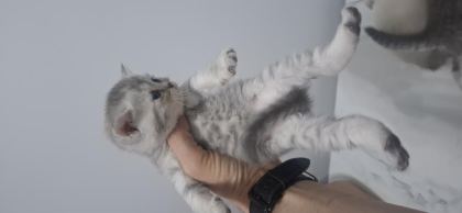 2 MAYIS DOĞUMLU YAVRU KEDİLER