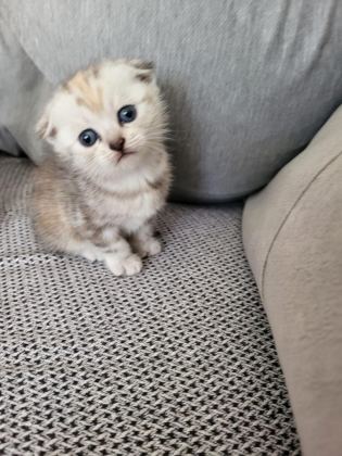 GÜZELLER GÜZELİ SCOTTİSH FOLD BEBİŞLER ÖN TALEPLİ
