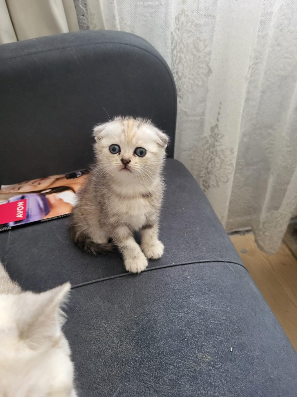 GÜZELLER GÜZELİ SCOTTİSH FOLD BEBİŞLER ÖN TALEPLİ