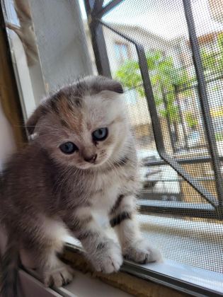 GÜZELLER GÜZELİ SCOTTİSH FOLD BEBİŞLER ÖN TALEPLİ